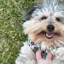 Aussiedoodles and Goldendoodles from Southern Bayou Doodles