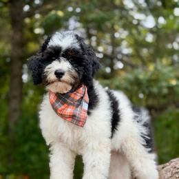 White - Black tri-color female Aussiedoodle puppy in Lancaster, Minnesota from Finney Ranch