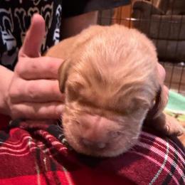 Cowboy - Dark golden male Golden Retriever puppy in Sandy, Oregon from Treasured K-9s