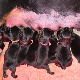 GIRL 2 - Black and mahogany female Rottweiler puppy in Holts Summit, Missouri from Hurleyhaus Rottweilers