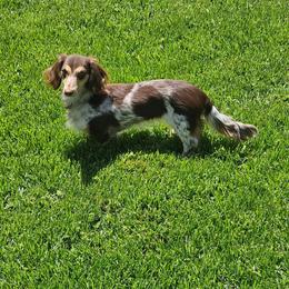 Pepper - Dachshund