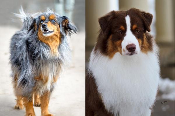  The fundamental difference between purebred dogs and well-bred dogs