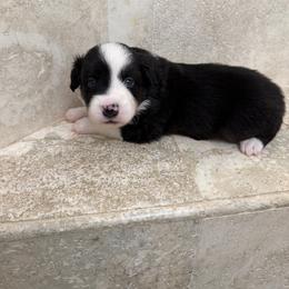 Moose - Black tri male Miniature American Shepherd puppy in Baker, Florida from East to Western Aussies