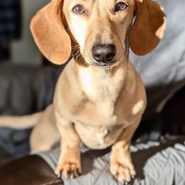 Neville - Dachshund