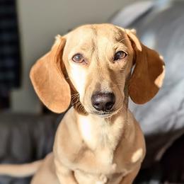 Neville - Dachshund