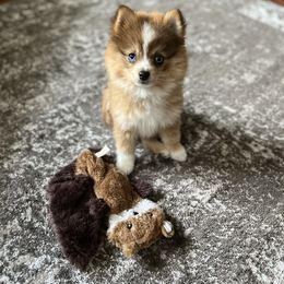 Pomeranian, Pomsky, and Toy Australian Shepherd Puppies from Blessed Little Paws