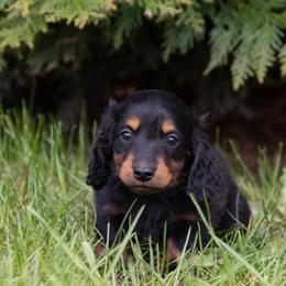 Jager - Black and tan male Dachshund puppy in Crystal, Michigan from Mare-bella Dachshunds