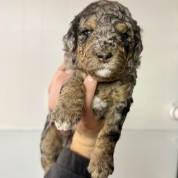 Apple Pie - Merle female Goldendoodle puppy in Everett, Washington from Pawlydoodles