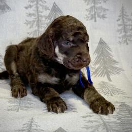 Inferno - Phantom male Poodle puppy in Troy, Alabama from Redmond Rose Kennel