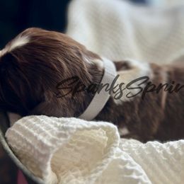 English Springer Spaniel Puppies from Sparks Springer Spaniels