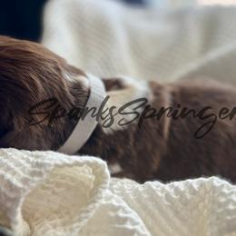 English Springer Spaniel Puppies from Sparks Springer Spaniels