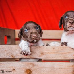German Shorthaired Pointer and Poodle Puppies from Pilgrims Trails Pointers and Poodles