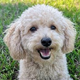 Oscar - Poodle