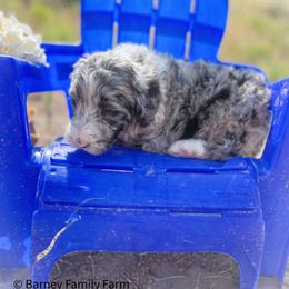Cookie - Sheepadoodle puppy in Fairview, Utah from Barney family farm