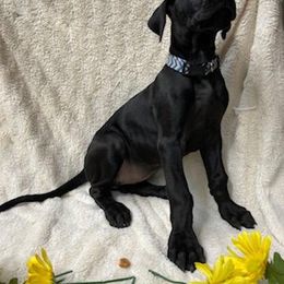 Great Dane Puppies from De Leon Danes