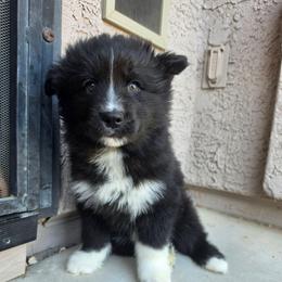 Inosuke - Black and white male Siberian Husky puppy in Buckeye, Arizona from Anime Huskies