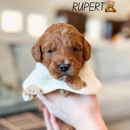 Rupert - Red  male Goldendoodle puppy in New Harmony, Indiana from Cottonwood Farms