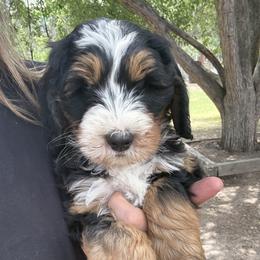 Birch (tan collar boy) - Tri-color male Bernedoodle puppy in Colorado Springs, Colorado from Mercy Mountain Bernedoodles