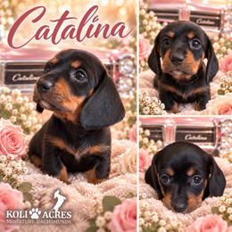 Catalina - Brown Collar - Black and tan female Dachshund puppy in Kemp, Texas from Koli Acres
