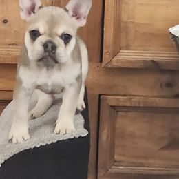 French Bulldog Puppies from Riggs Fabulous Frenchies of Alabama Blue Collar Rottweilers Von Haus Duxi