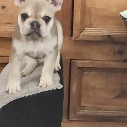 French Bulldog Puppies from Riggs Fabulous Frenchies of Alabama Blue Collar Rottweilers Von Haus Duxi