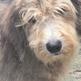 Tigman-Boy 1-Price Reduced - Red merle male Aussiedoodle puppy in Punta Gorda, Florida from Blitzenhaus Working Dogs-Home of the Working Czech Shepherd and Rottweiler and Splash of Color Aussiedoodles