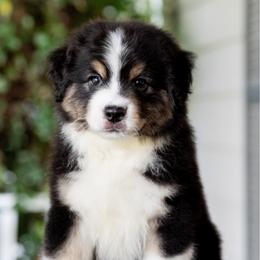 Aioli - male Miniature American Shepherd puppy in Raleigh, North Carolina from Bonbelle