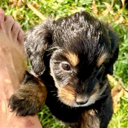 Sable, Female One - Sable female Aussiedoodle puppy in Parma, Idaho from Arena Valley Acres