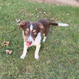 Doc - Tri-color male Border Collie puppy in Granbury, Texas from Rocking H Border Collies