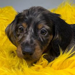 Four (Red) - Dapple male Dachshund puppy in Salyersville, Kentucky from Lavendell Dachshunds