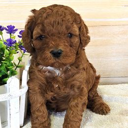 Jackson - Red male Cavapoo puppy in Blackfoot, Idaho from Rocky Desert Goldens and Cavaliers