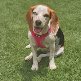 Piper - Beagle