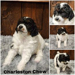 Charleston chew - Parti male Poodle puppy in Elma, Washington from Joyful Paw Poodles