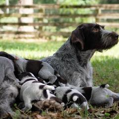 Berger Picard and German Wirehaired Pointer Puppies from Double D Picards and GWPs