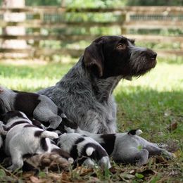 Berger Picard and German Wirehaired Pointer Puppies from Double D Picards and GWPs