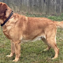 Labrador Retrievers from Deep South Labrador Retrievers LLC