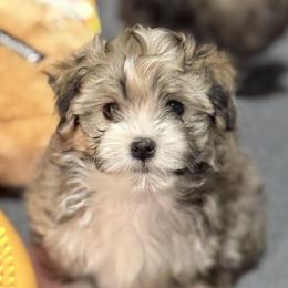 Pecan - Fawn brindle male Havanese puppy in Parker, Colorado from Kuba Havaluv