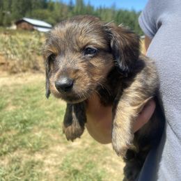 Bogart - Brindle male Dachshund puppy in Rogue River, Oregon from Bear Feet Dachshunds