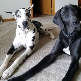 Boxers and Great Danes from Boxers and Great Danes