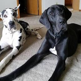 Boxers and Great Danes from Boxers and Great Danes
