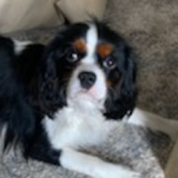 Assorted Doodle Crosses, Bernedoodles, Cavalier King Charles Spaniels, Cavapoos, Chihuahuas, and Poodles from Designer K9's