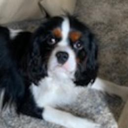 Assorted Doodle Crosses, Bernedoodles, Cavalier King Charles Spaniels, Cavapoos, Chihuahuas, and Poodles from Designer K9's