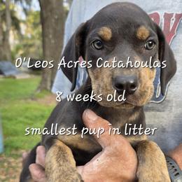 FEMALE  - 5 - Black female Catahoula Leopard Dog puppy in Perry, Florida from O'Leos' Acres Catahoulas