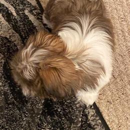 Shih Tzu Puppies from Grandma Ts Precious Puppies