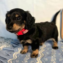 Buddy 2100 - Black and cream male Dachshund puppy in Lexington, Oklahoma from Long Doggy Acres Miniature Dachshunds