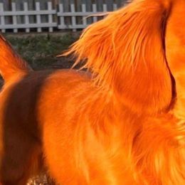 Boaz - Dachshund