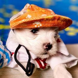 Puppy love (orange) - White and buff male Bichon Frise puppy in Lavon, Texas from Sissy’s Heavenly Paws