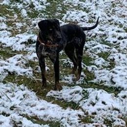 Jackie O - Catahoula Leopard Dog