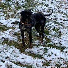Jackie O - Catahoula Leopard Dog