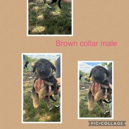 German Shepherd Puppies from Das Müller Hund Haus